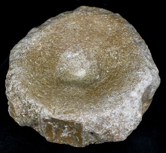 Large Ichthyosaur Vertebra - Dorest, England #22100